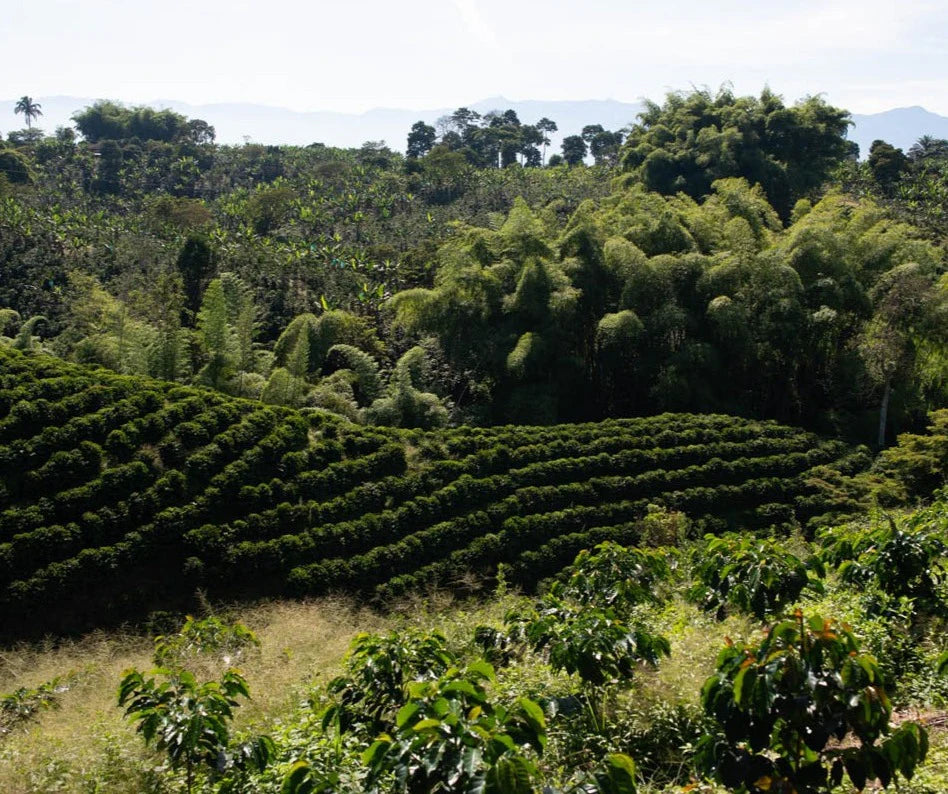 Café de Colombia: Un Sabor Premium desde Finca Palmichal