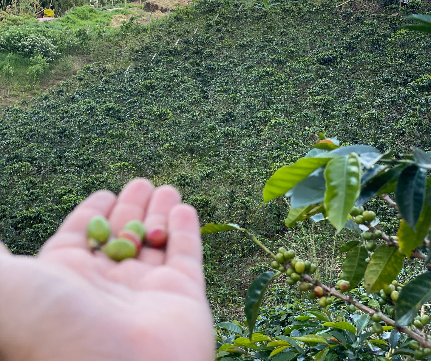 Café BLEND filtrado, la fusión perfecta de Orígenes Únicos