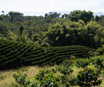Café de Colombia: Un Sabor Premium desde Finca Palmichal