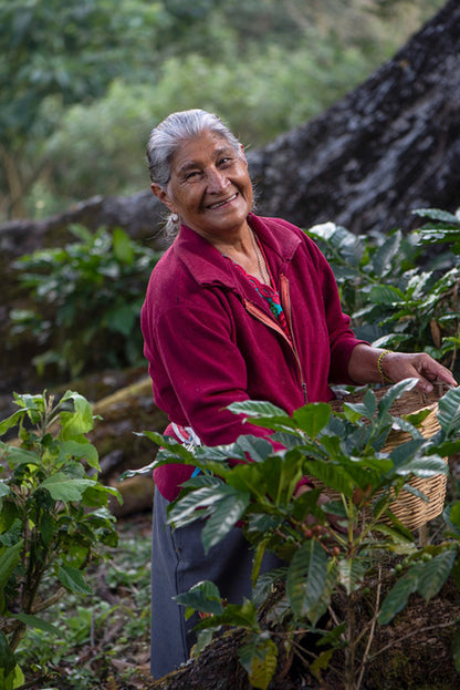 Café de Chiapas México: Café chiapaneco 100% hecho por mujeres
